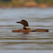 Common-Loon-Chick-4427