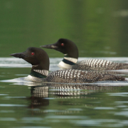Common-Loons-9990