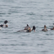 Red-Breasted-Mergansers-9628