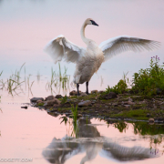 Trumpeter-Swan-54A6730