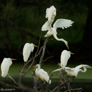 Great Egret Party 9427-2