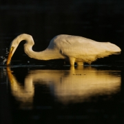 Great Egret-18