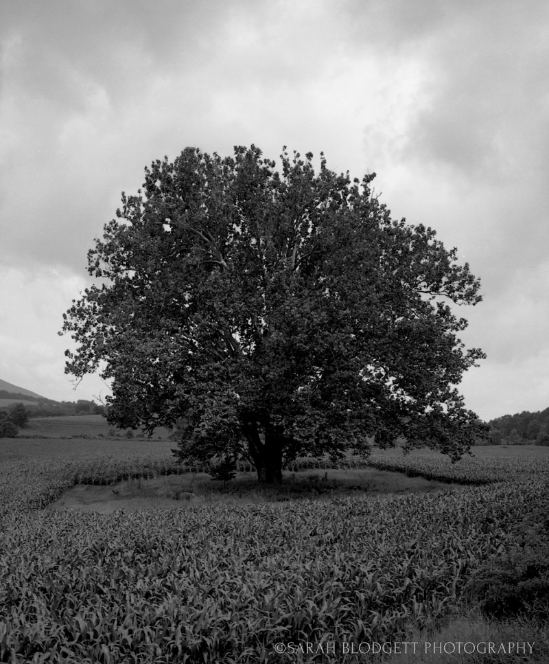 Sycamore-Tree-in-B&W