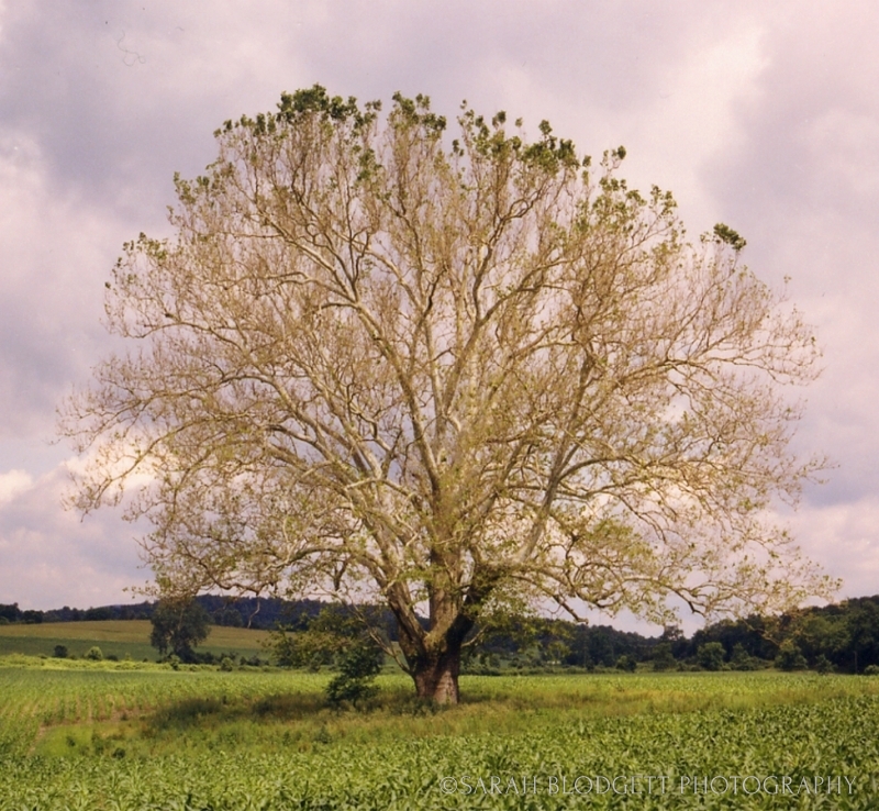 Sycamore Tree in Spring