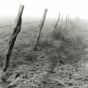 Fence & Fog