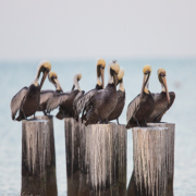 Brown Pelicans 1487