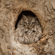 Screech Owl Red Phase-11