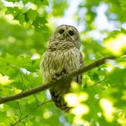 Barred Owl-17