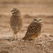 Burrowing Owls-9