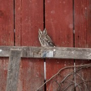 Screech-Owl-3189