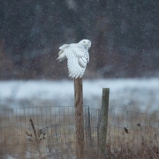 Snowy-Owl-1098