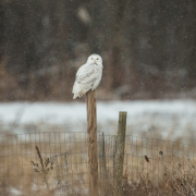 Snowy-Owl-Q54A1081