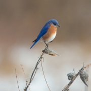Blue Bird on Milkweed_54A6842