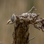 Brown-Headed-Nuthatch-0103
