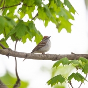 Chipping-Sparrow-5764