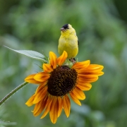 Goldfinch & Sunflower 5360