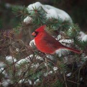 Northern-Cardinal-8741-1