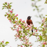 Orchard-Oriole-25656