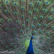 Peacock-1827 copy