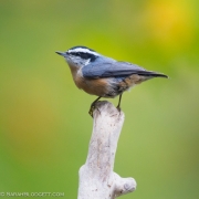 Red Breasted Nuthatch Q54A7188