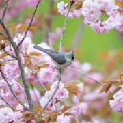 Tufted-Titmouse-7354