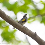 Yellow-Rumped-Warbler-5715