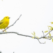 Yellow Warbler 2116