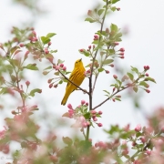 Yellow-Warbler-5628