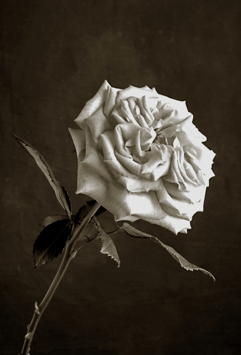 Still Life - Sarah Blodgett Photography