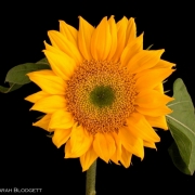 Sunflower 3657
