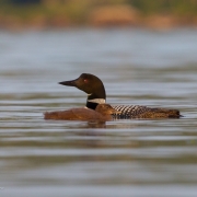 Common Loon & Chick Q54A4427