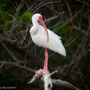 White Ibis, Sanibel, FL 1835
