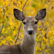 Deer-5828-2