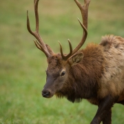 Elk 2050