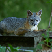 Gray-Fox-8879