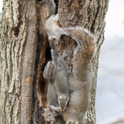 Gray Squirrels 9285