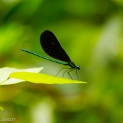 Dragonfly 0102