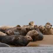 Seals, Cape Cod