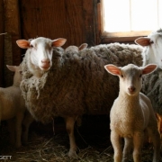 Ma & Lambs 2455