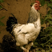 Chicken 3333