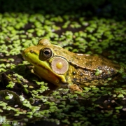 Frog, Sapsucker Woods, NY