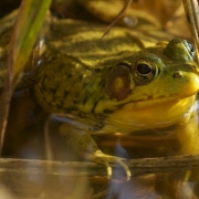 Frog 6798