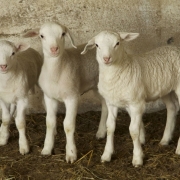 Lambs 2749