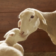 Ma & baby lamb 3613