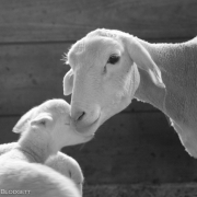 Ma & baby lamb3613