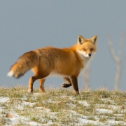 Red Fox Q54A9884