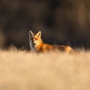 Red-Fox-1641