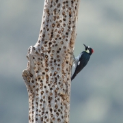 Acorn-Woodpecker-6086