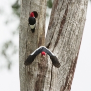 Red Headed Woodpeckers 0377