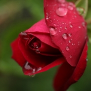 Rain drops on Roses